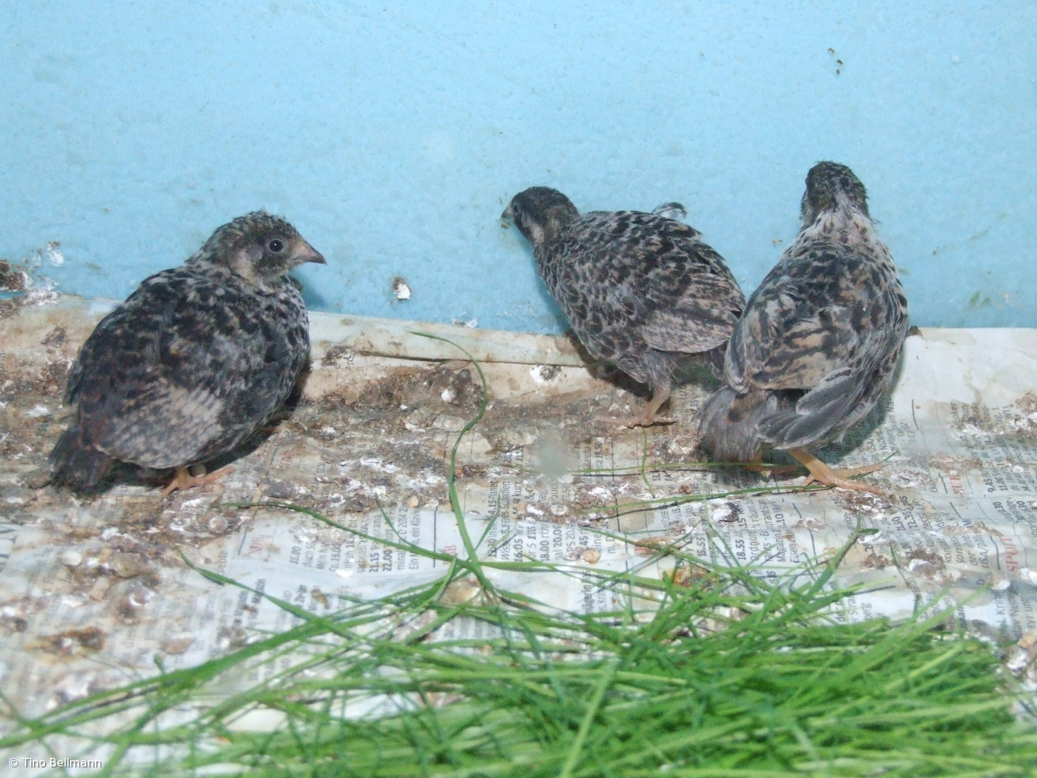 Chinesische Zwergwachteln suchen ein neues Zuhause