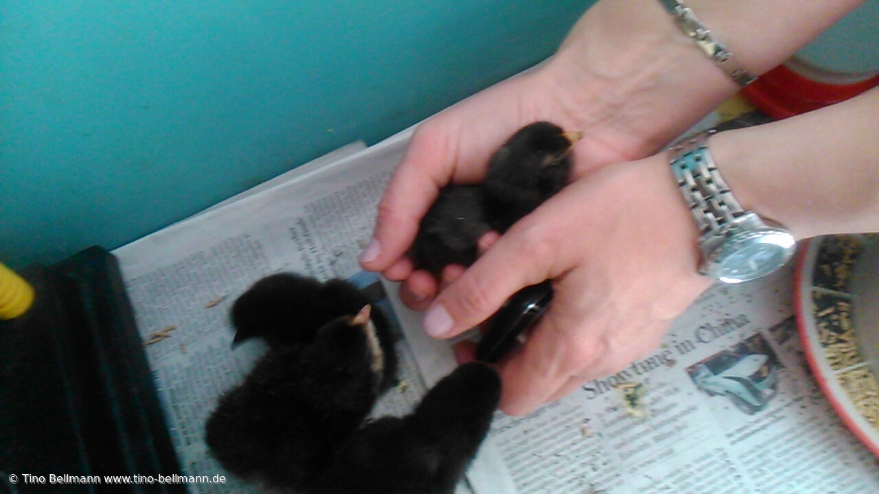 Die Marans-Küken schlafen sofort ein, sobald sie sich eingekuschelt haben